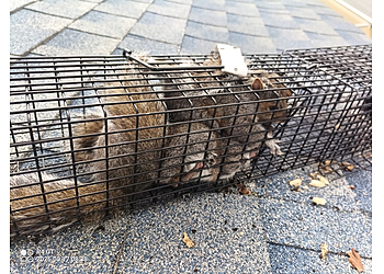 Oceanside Animal Removal Steve's Wildlife Removal Service