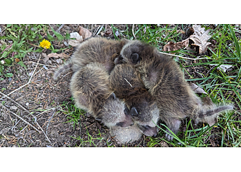 Oceanside Animal Removal Steve's Wildlife Removal Service