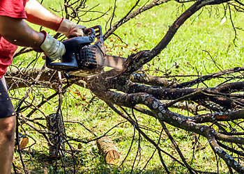 Stockton Tree Services Stockton Tree Services image 1