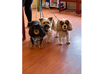 Stone Veterinary Hospital - Waterbury, CT Veterinary Clinics - Patient Care Image