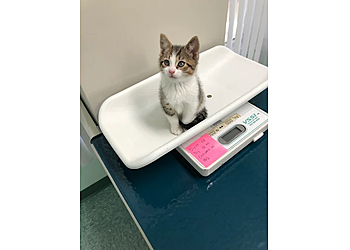 Stone Veterinary Hospital - Waterbury, CT Veterinary Clinics - Medical Procedure Image