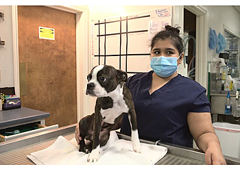 Irving Veterinary Clinics Story Road Animal Hospital