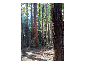 Strawberry Canyon Fire Trail - Berkeley, CA Hiking Trails - Trail Image