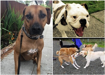 Strut the Pup LLC - Seattle, WA Dog Walkers - Service Highlights