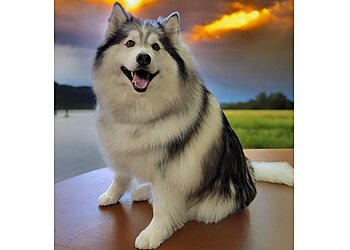 Colorado Springs Pet Grooming Stubby's Dog Wash and Grooming Salon