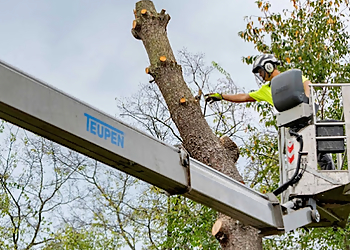 Murfreesboro Tree Services Stump Eater