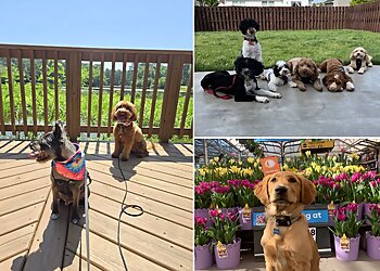 Indianapolis Dog Training Suburban K9