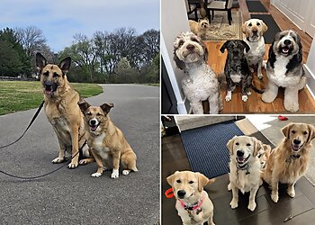 Las Vegas Dog Training Suburban K9 Dog Training