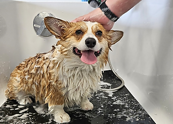 Eugene Pet Grooming Suds 'Em Yourself