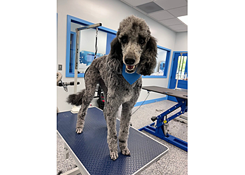 Sudsy Pup Spa - Ann Arbor, MI Pet Grooming - Service Image