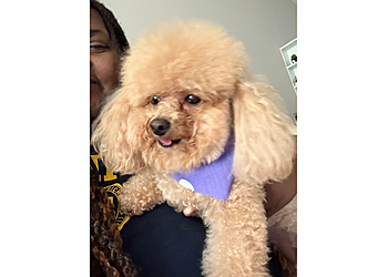 Sudsy Pup Spa - Ann Arbor, MI Pet Grooming - Service Highlights
