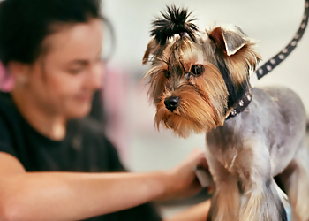 Naperville Pet Grooming Sudzy Puppy