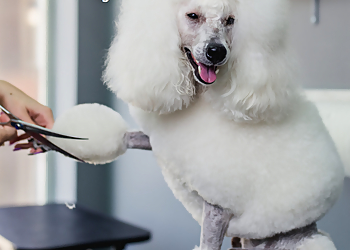 Naperville Pet Grooming Sudzy Puppy