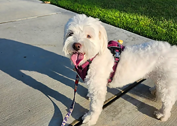 San Bernardino Dog Walkers Sumfurlove LLC