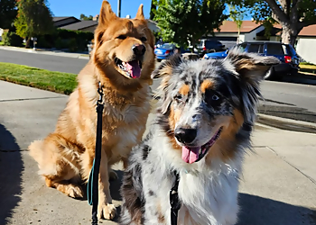 San Bernardino Dog Walkers Sumfurlove LLC