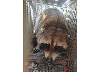 Alexandria Animal Removal Summit Wildlife Removal