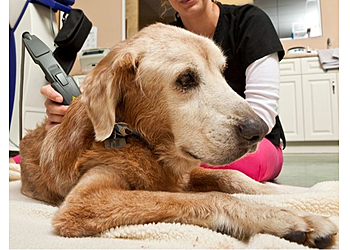 Glendale Veterinary Clinics Sun Valley Hope Animal Hospital
