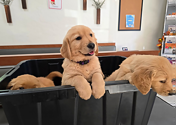 Sun Valley Pet Hospital - Concord, CA Veterinary Clinics - Service Highlights