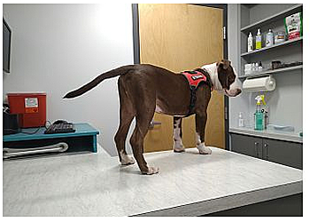 Glendale Veterinary Clinics Sunburst Animal Hospital