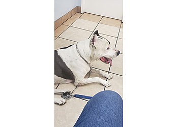 Sunnymead Veterinary Clinic - Moreno Valley, CA Veterinary Clinics - Medical Procedure Image