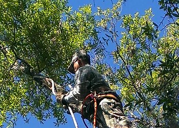 Tampa Tree Services Sunrise Tree Service