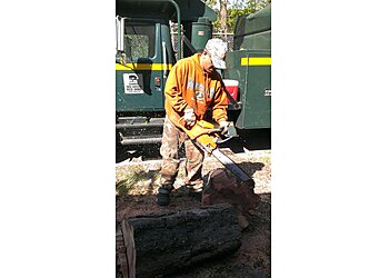 Tampa Tree Services Sunrise Tree Service