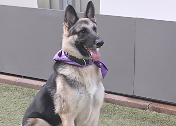 Sunset Animal Hospital - Houston, TX Veterinary Clinics - Service Highlights