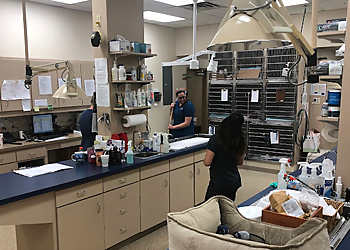 Sunshine Animal Hospital - Tampa, FL Veterinary Clinics - Medical Procedure Image