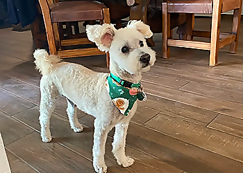 Mesa Pet Grooming Sunshine Pet Grooming Mesa