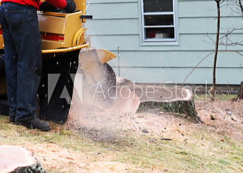 Overland Park Tree Services Sunshine Tree Service