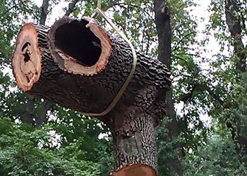 Sunshine Tree Service Overland Park Tree Services image 1