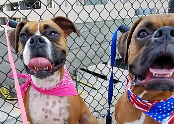 Atlanta Dog Training Superior Dog Training