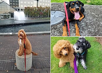 Atlanta Dog Training Superior Dog Training