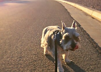 Riverside Dog Walkers Superpet Services