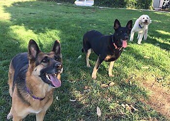 Riverside Dog Walkers Superpet Services