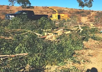 Huntington Beach Tree Services Supreme Tree Experts