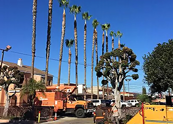 Huntington Beach Tree Services Supreme Tree Experts