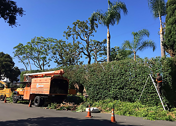 Santa Ana Tree Services Supreme Tree Experts