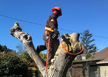 Santa Ana Tree Services Supreme Tree Experts