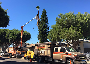 Supreme Tree Experts Santa Ana Tree Services image 1