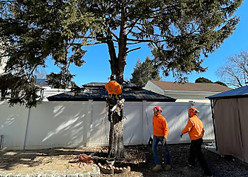 Elizabeth Tree Services Supreme Tree Solutions