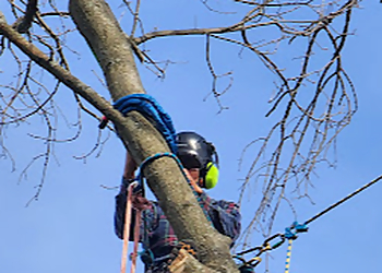 Lexington Tree Services Sure Notch Tree Service