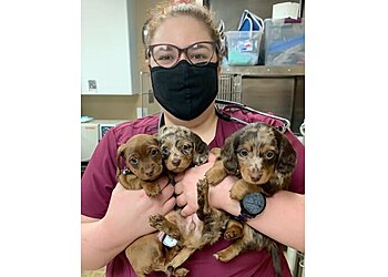 Oklahoma City Veterinary Clinics Swaim Serum Co