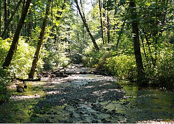 Tacoma Hiking Trails Swan Creek Park