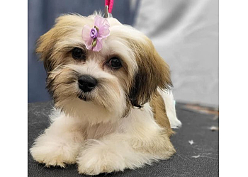 Syracuse Pet Grooming Sweet Paws Grooming & Boarding