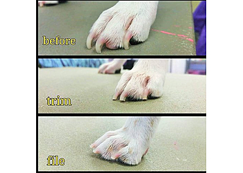 Syracuse Pet Grooming Sweet Paws Grooming & Boarding