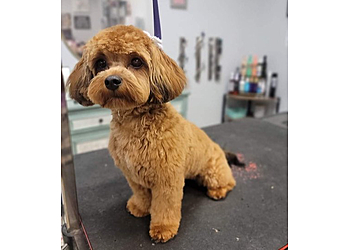 Sweet Paws Grooming & Boarding Syracuse Pet Grooming image 1