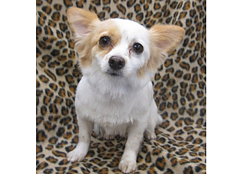 Santa Ana Pet Grooming Sweet Paws Pet Grooming