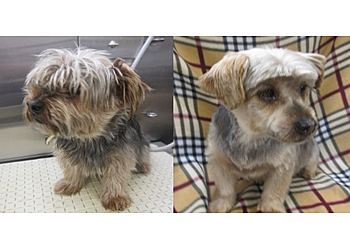 Santa Ana Pet Grooming Sweet Paws Pet Grooming