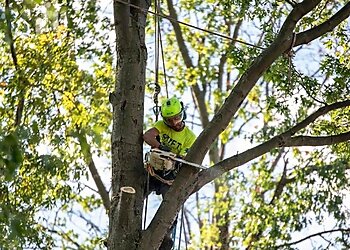 Cleveland Tree Services Swift Tree Services LLC